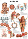 Larynx - Anatomical Chart